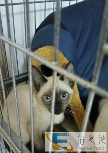 暹罗猫妹妹便宜出