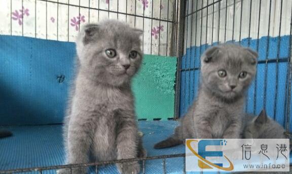 蓝猫宝宝找新家