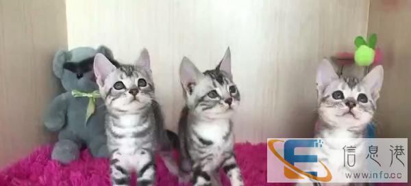 精品英短银渐层蓝猫蓝白加菲暹罗美短