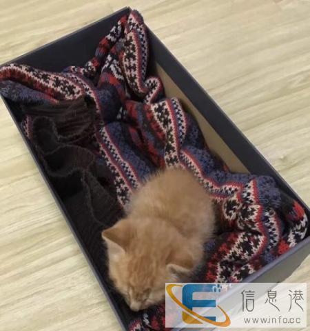 可爱小奶猫寻靠谱主人