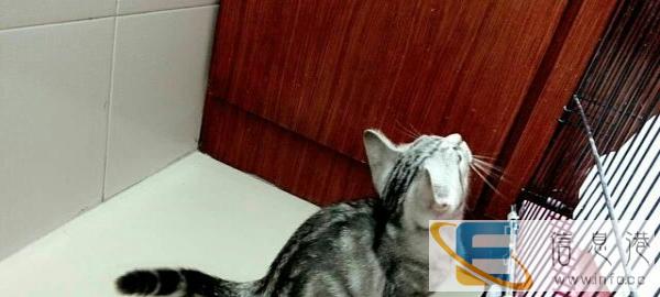 自家繁殖宠物猫