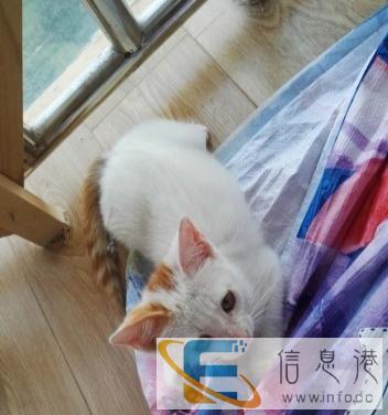 小奶猫找靠谱主人