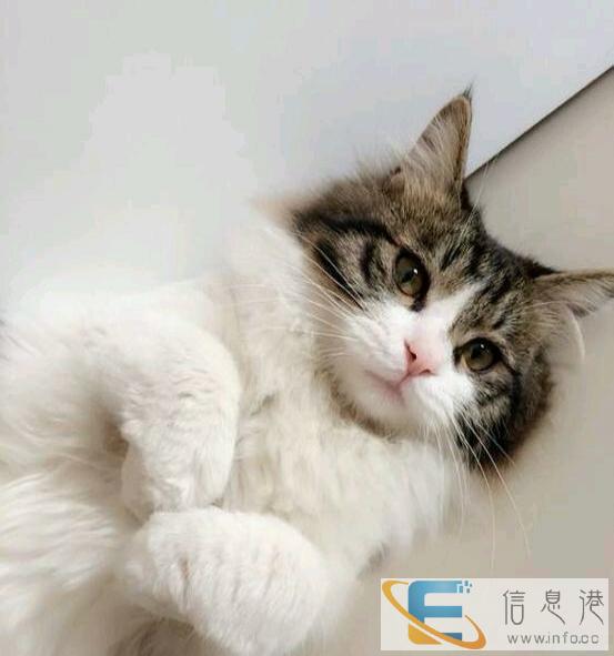 爱宝贝猫咪转赠