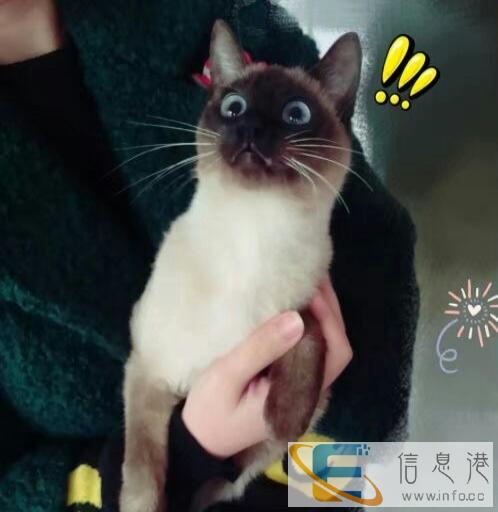 一岁左右大的母暹罗猫