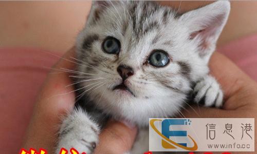 家养美短虎斑猫,血统保证健康活泼可爱