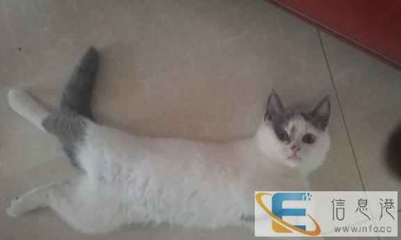 英短蓝猫净梵纹