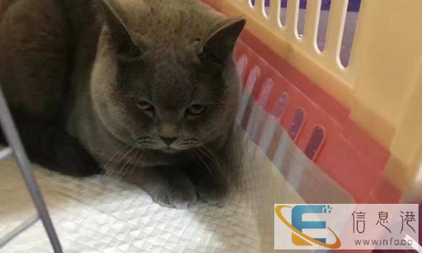 英短纯种大脸蓝猫公的,不到一岁