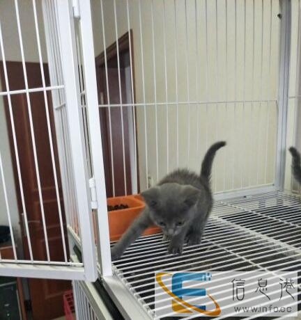 家养蓝猫出售