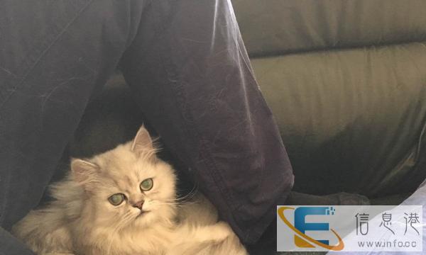 纯种家养金吉拉