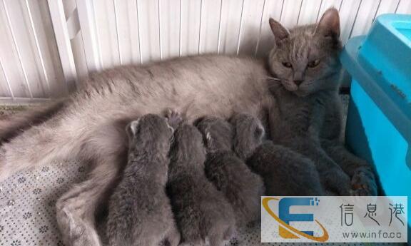 家庭繁殖蓝猫