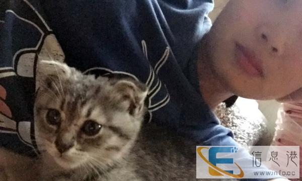 谁能赠送折儿小猫咪我啊