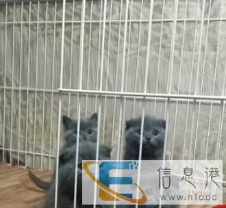 蓝猫宝宝转让,公母均有,疫苗已做好
