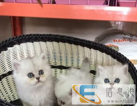 自己养的金吉拉生的一窝小金吉 拉咪咪,包纯种健康