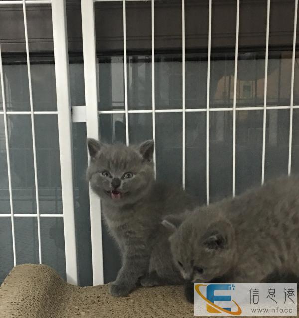 家有小蓝猫 爱猫的同学请进