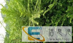 南方红豆杉盆景高档室内盆栽