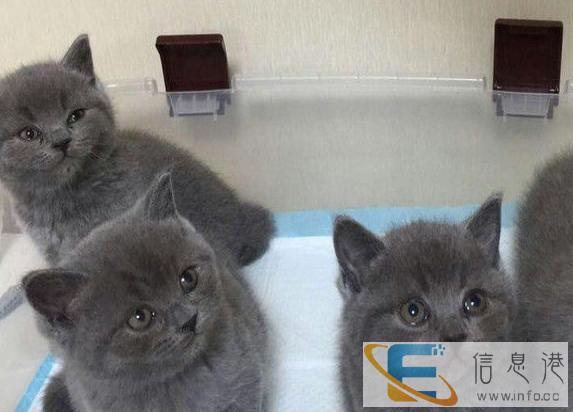 自家一窝纯种蓝猫宝宝转让,公母均有,疫苗已做好