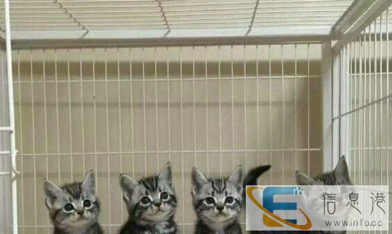 出售纯种的一窝美国短毛猫,自家养的,驱虫疫苗都打好