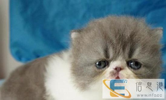 自己的加菲猫妹妹