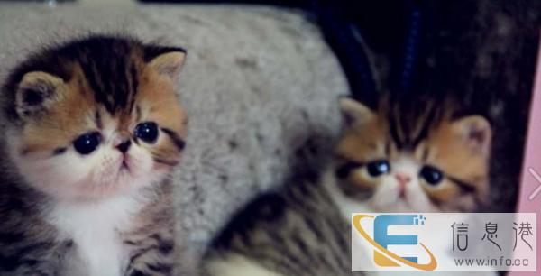 较棒的波斯猫在这 他们都选这家 精品虎斑 有口皆