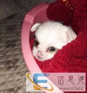 我要赠送一个多月小公狗