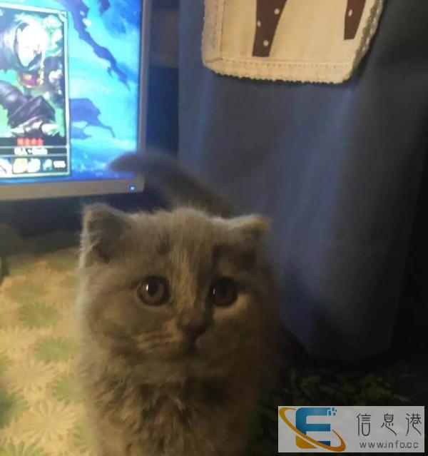 纯正英国短毛猫蓝猫