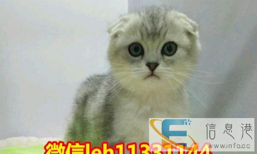 萌主驾到CFA证书折耳猫出售 不可错过 错过后悔不及