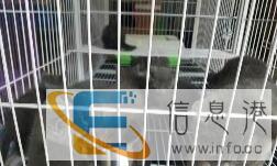 英国短毛猫蓝色