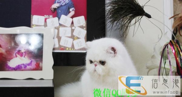 隆重推荐超萌可爱精品异国短毛猫加菲猫