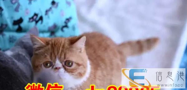 纯种健康萌圆溜溜的大眼睛加菲幼猫 包子脸讨人喜欢