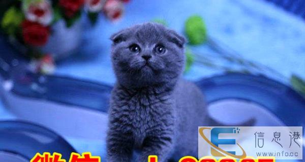 出售蓝猫 可实地挑选可发货 健康包活