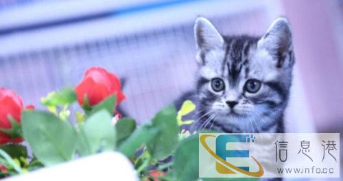 包子脸折耳蓝猫幼崽,多只可选,疫苗齐全,保健康