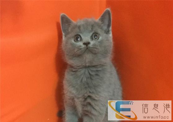 萌主驾到CFA证书蓝猫出售 不可错过 错过后悔不及