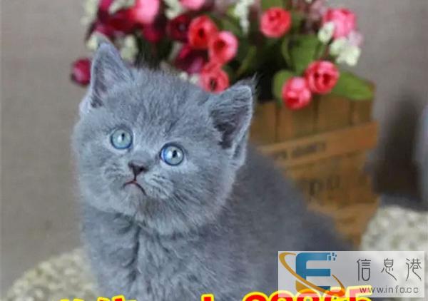 情人节出售高品质蓝猫品相可爱 包终身售后