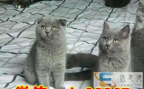 出售英短蓝猫 包纯种包健康 价格实惠