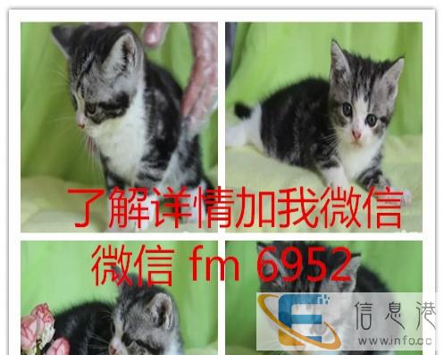 出售美国短毛猫 虎斑纹清晰漂亮活泼可爱大气的美短