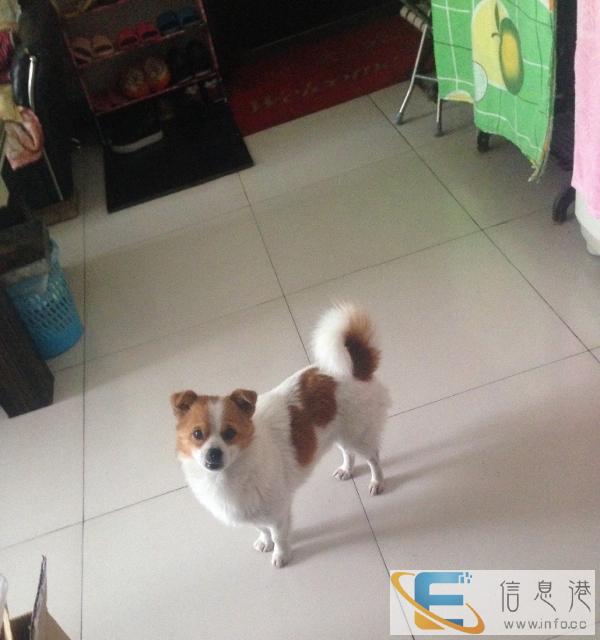 求好心人领养狗狗