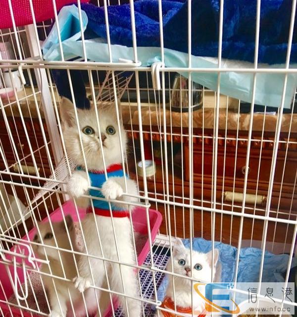 英短渐层三小弟