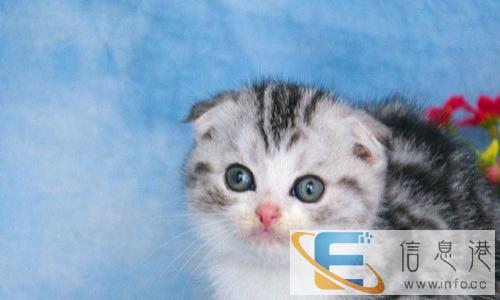 出生4个月零14天的折耳猫