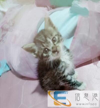 自家养的小猫咪