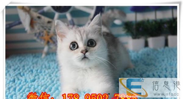 家养纯种短毛/幼猫活体出售