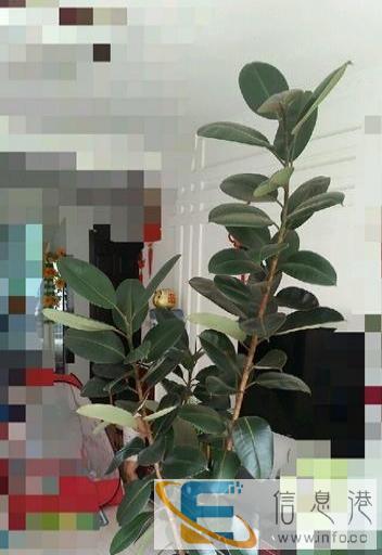 橡皮树 花艺盆栽
