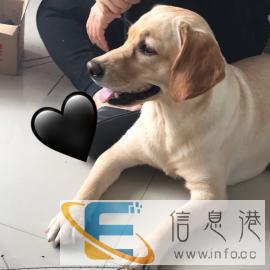 拉布拉多血统狗狗