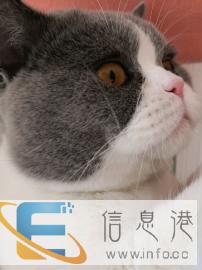 蓝白英短弟弟借配配种