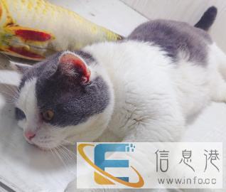 英短配种蓝白配种蓝猫借配英国短毛猫