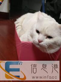 纯白英短公借配