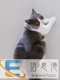 英短蓝白弟弟借配配种