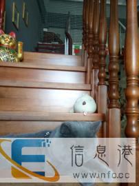 蓝猫配种英短种公蓝猫配种纯种大包子脸