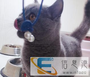 英短借配矮脚配种曼基康配种