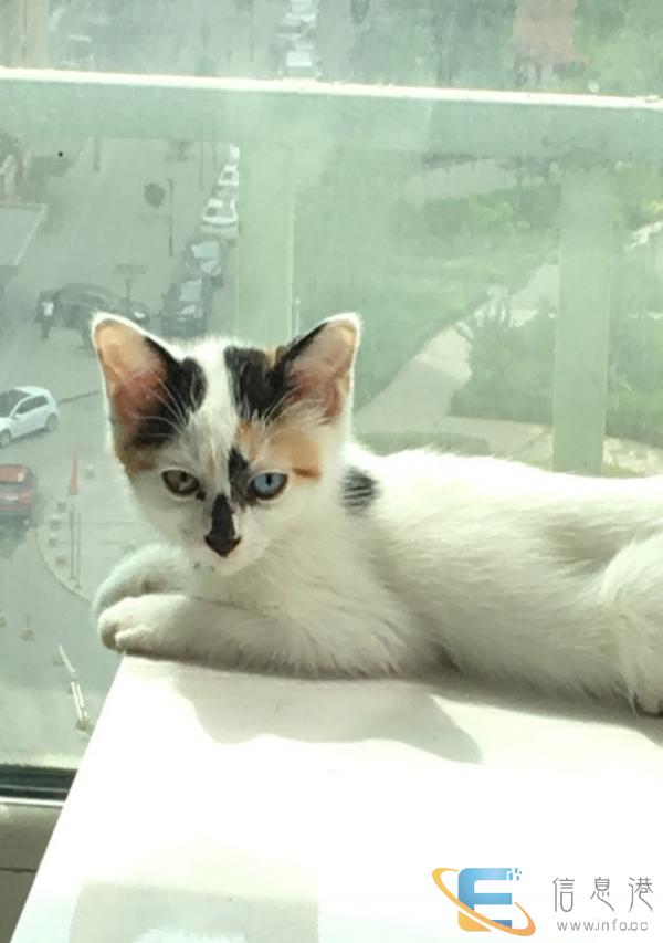 出售阴阳眼奶猫