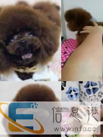 微小体红色花色种公对外配种